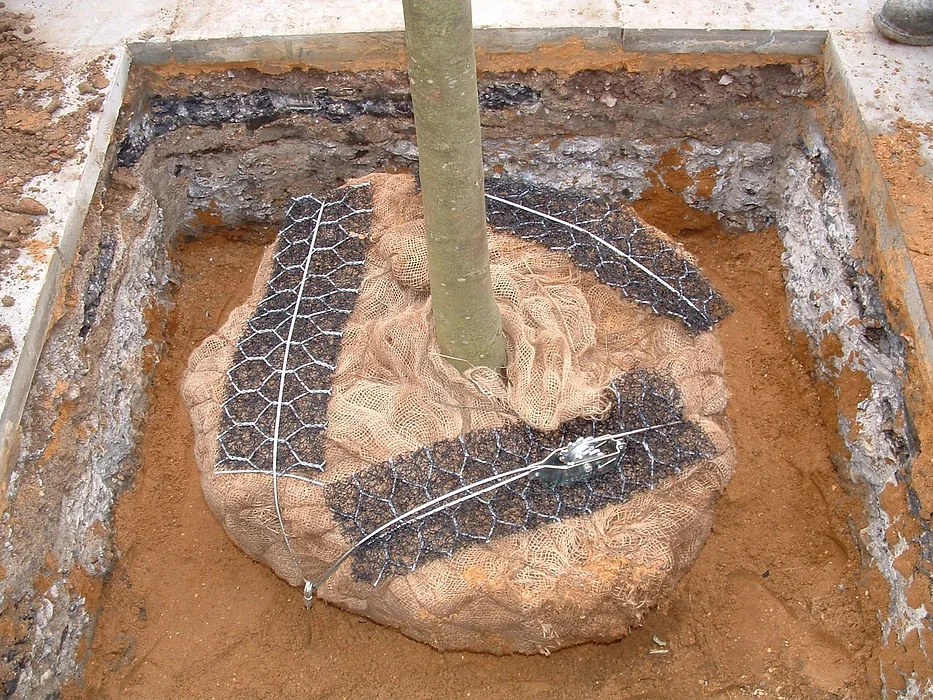 Tree Anchoring